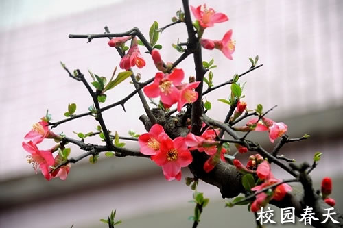 贵州广播电影电视学校网络与多媒体技术专业招生