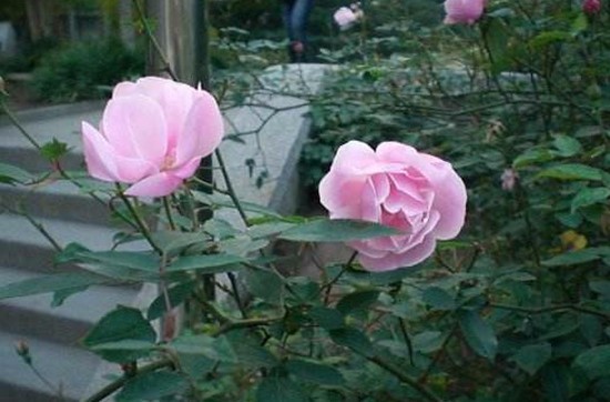 延边职业技术学院招生简介及招生计划要求