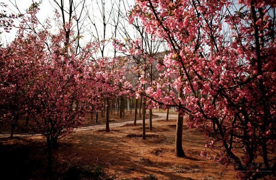 山东中医药大学招生录取分数线