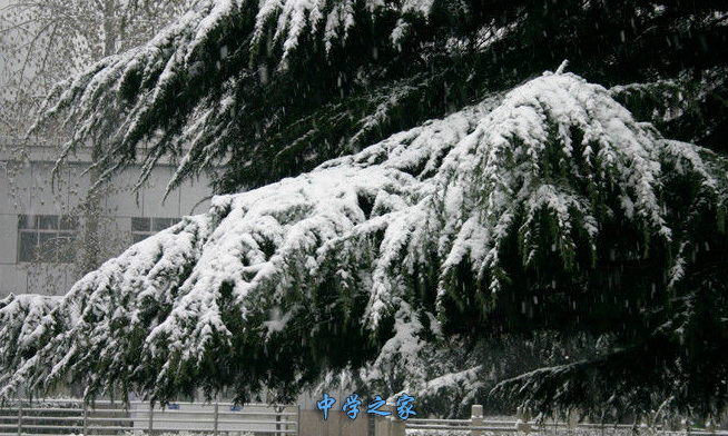 雪景